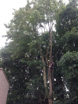 TREE REMOVAL 2