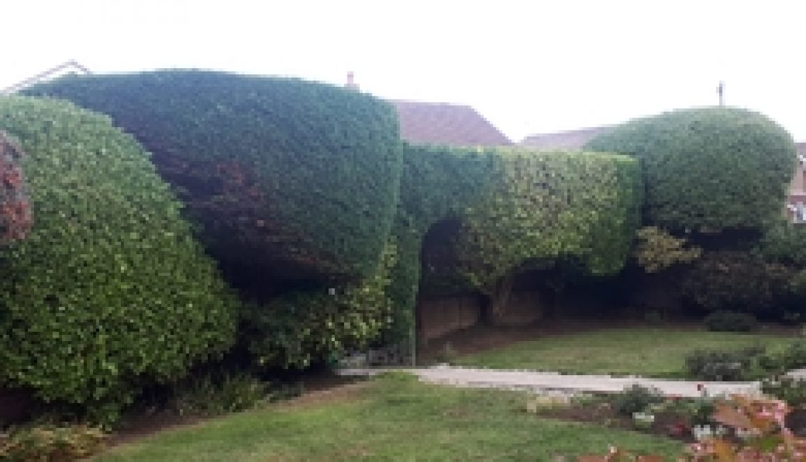 hedge-cutting-in-hayling-islan