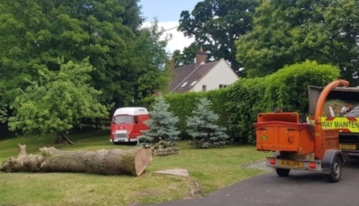 oak-felling-timber-left-for-mi